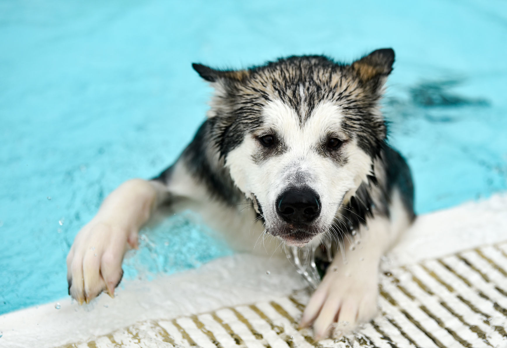081919-mda-nws-furfriends-025a.JPG